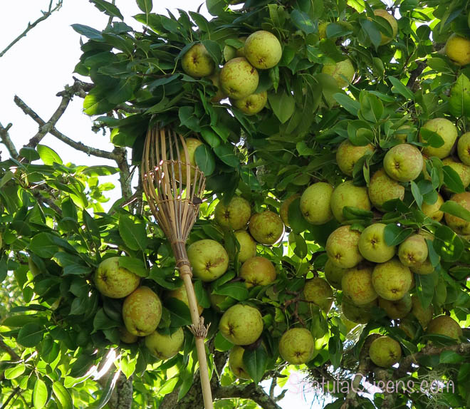 Harvesting pears with nutmeg harvester